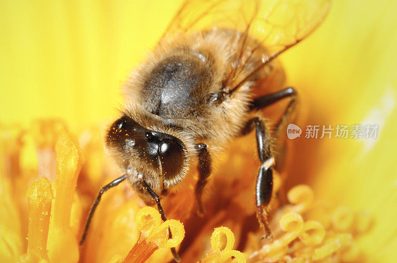 西方蜜蜂(Apis mellifera)对墨西哥向日葵(Tithonia difolia)的研究